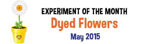 dyed-flowers-anaimation-wide